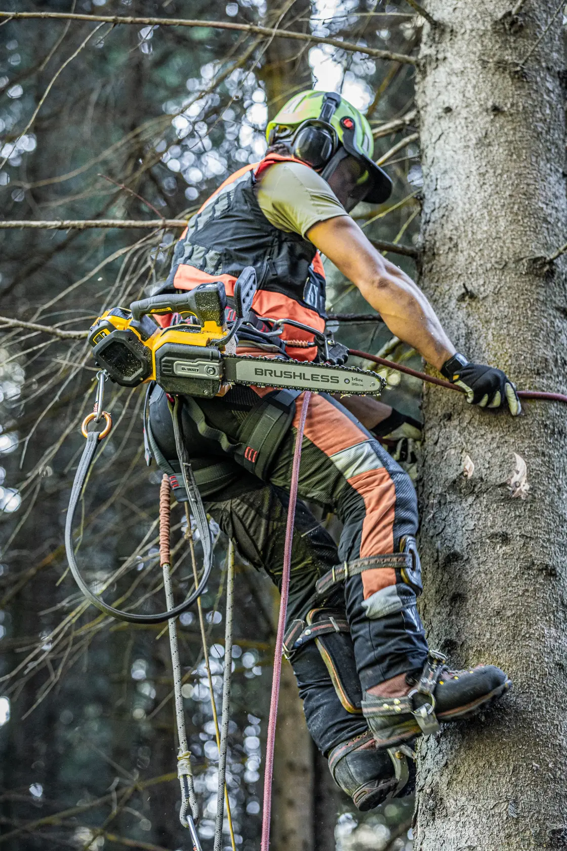 Trabajador sube árbol con motosierra DEWALT brushless y equipo de seguridad en el bosque.