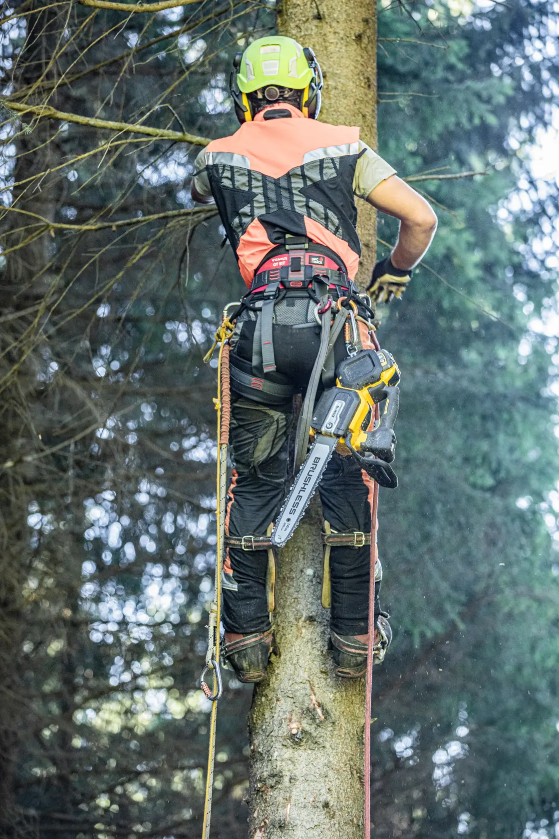 Arborista con arnés y equipo sube árbol, lleva motosierra DEWALT DCMCST635X1 para mantenimiento.