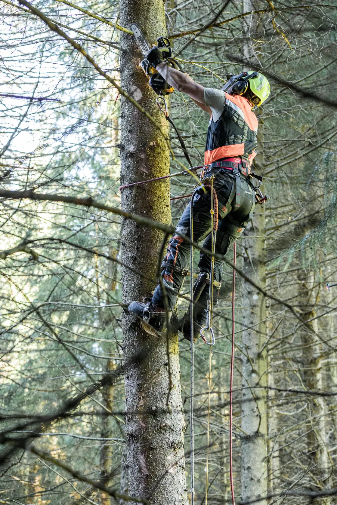 Persona con equipo de seguridad corta ramas con motosierra y escala un árbol en el bosque con cuerdas.